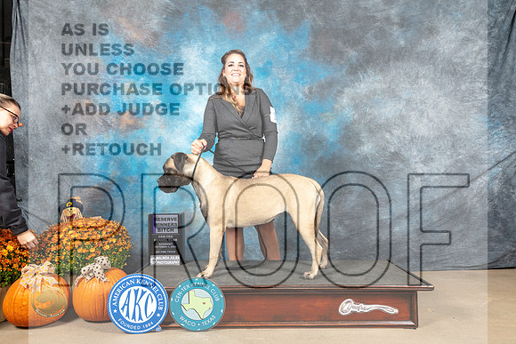 Bullmastiff #12 Sat RWB Judge Steve Keating_MJ_5627_Belton_2022_HR3
