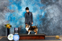 Shetland Sheepdog #8 Sun RWB Judge Edy Dykstra-Blum