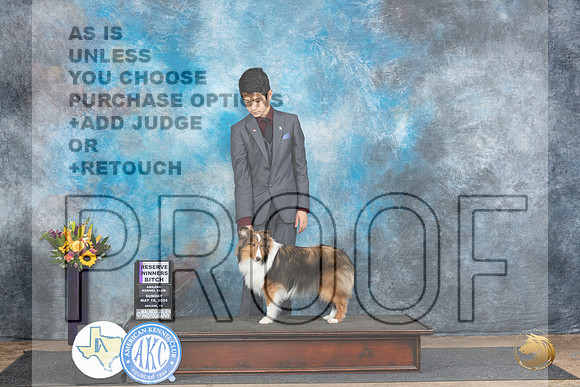 Shetland Sheepdog #8 Sun RWB Judge Edy Dykstra-Blum__JP_0025_Abilene_2024_HR3
