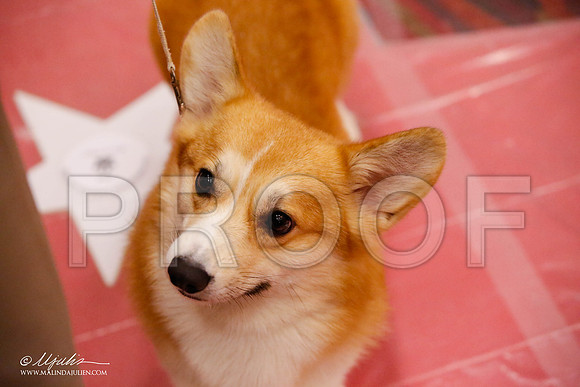 _JJ_9573-HstnCorgiFeb2015-HR3