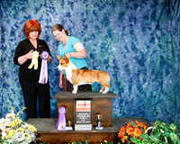 Pembroke Welsh Corgi Sat G2 Emily Godlesvsky