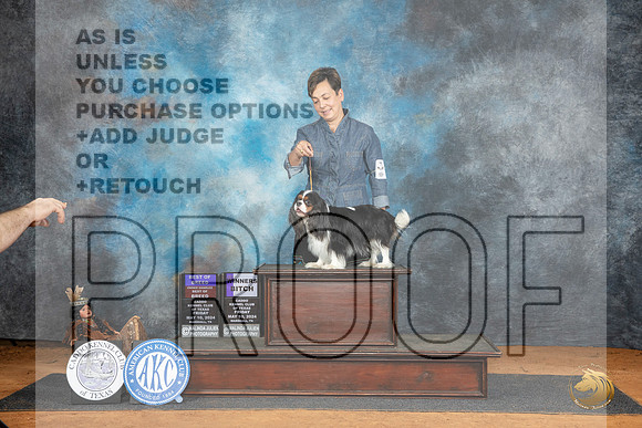 Cavalier King Charles Spaniel #14 Fri BOBOHBOBWB Judge Tim Robbins r__JP_7604_MARSHALL_2024_HR3