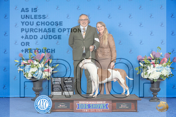 American Staffordshire Terrier #7 SAT SD NGC M Judge Nancy Liebes__JP_9814_Houston_2024_HR3