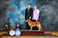 Nova Scotia Duck Tolling Retriever #6 Sat WBM Judge Karen Hynek