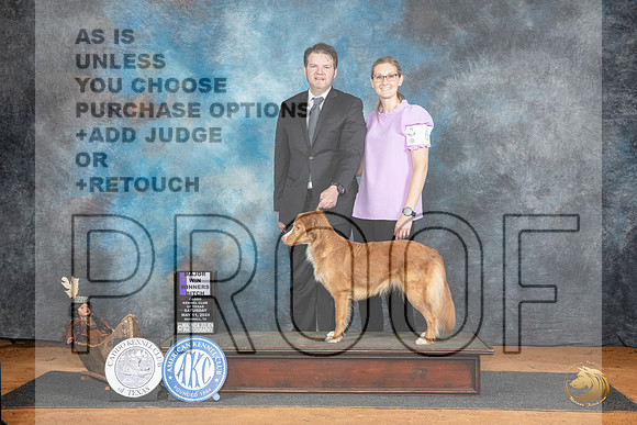 Nova Scotia Duck Tolling Retriever #6 Sat WBM Judge Karen Hynek__JP_7681_MARSHALL_2024_HR3