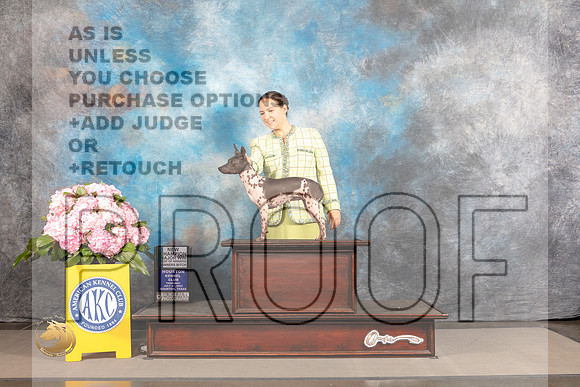 American Hairless Terrier #20 THUR WB BOW NCH Major Judge Ken Murray_MJ_3659_Houston_2022_HR3