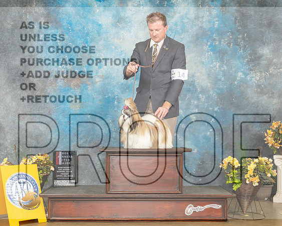 Shih Tzu #14 Fri BOSWB Judge Carol Jean Nelson-MMJ_9513-NWARK2022-HR3
