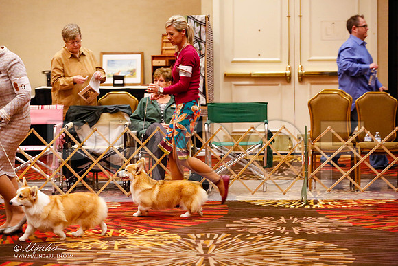 _JJ_8414-HstnCorgiFeb2015-HR3
