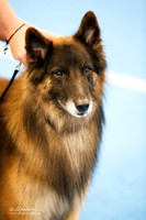 Belgian Tervuren Fambro Tammy & Tiffany Fambro Sat Ring