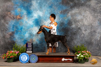 Doberman Pinscher #6 Fri WB Judge Jan Paulk r