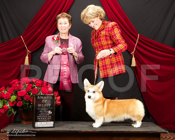 _ST_3434-HstnCorgiFeb2015-HR3