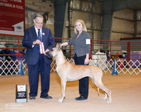 Great Dane #38 Sat BOS Maj