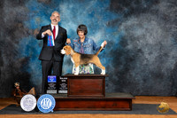 Beagle 15 #7 Fri WDBOWM Judge Dale Martensen
