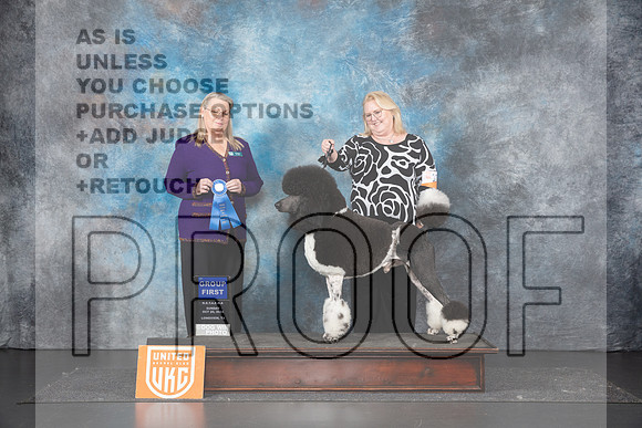 Poodle Std MC #208 Sun G1 Judge Terri Rein__JP_1563_UKCLNGVIEWOCT2024_2024_HR3
