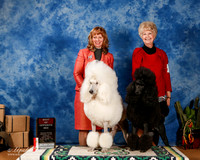 Poodle Standard #5 Sun BOS +OL