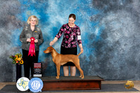 Vizsla #8 Sun G2 Judge Vicki Abbott