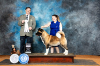 Akita #6 Sun G4 Judge Jim Fehring