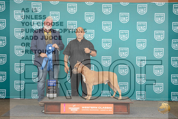 American Pitbull Terrier #316 Sat G1 Judge Matt Proctor__JP_1617_Longview WA_2024_HR3