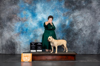 American Bully #213 Fri BOWCH Judge Tracey Kallas