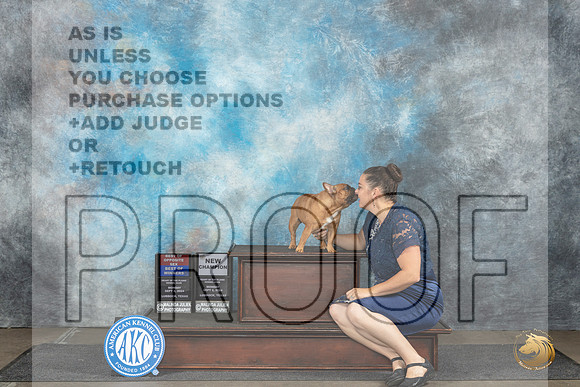 French Bulldog #20 Mon BOWBOSCH Judge Ann Bolus__JP_4355_Lubbock_2024_HR3