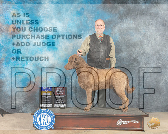 Chesapeake Bay Retriever #5 Fri BOBOHBOB Judge Peggy McIllwaine-MMJ_2867-Addison2022-HR3