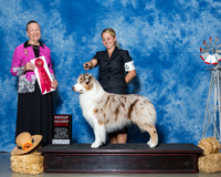 Austalian Shepherds #5 Thrs G2 Baldwin Arlette Judge Mrs Patricia A Hess