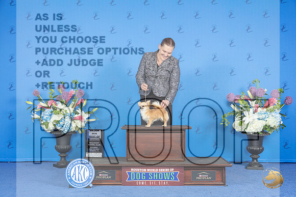 Chihuahua #20 SAT WB BOW M Judge Angela Pickett__JP_0055_Houston_2024_HR3