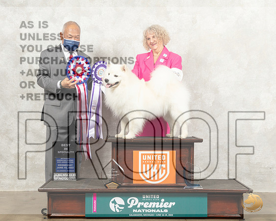 American Eskimo #440 Wed BOB Judge Stan Matsumoto_MMJ_6821_Premier_2022_HR3