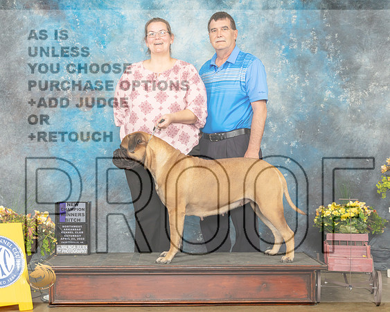 Bullmastiff #18 Sat WBNCh Judge Jan Sigler-MMJ_0491-NWARK2022-HR3
