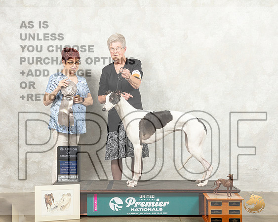 Greyhound #101 Wed COC Judge Marian Campbell_MMJ_6786_Premier_2022_HR3