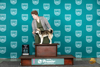 Alaskan Klee Kai #847 Sun BOW Judge Sharon Griffin