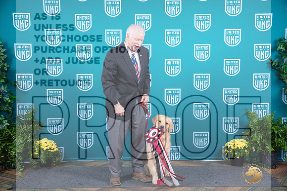 Golden Retriever TD__JP_2902_UKCTDI2024_HR3