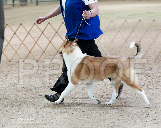 BPup-6628