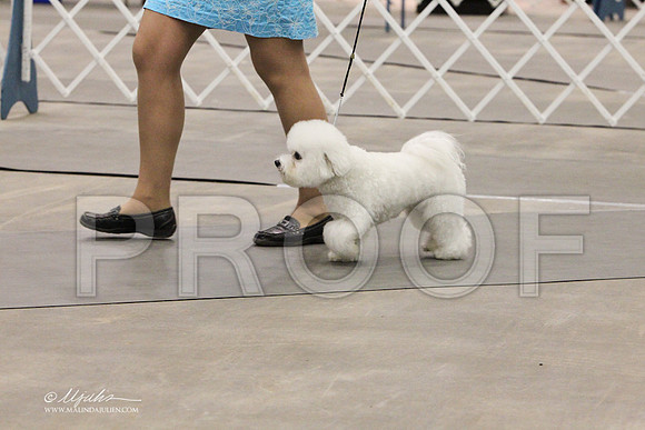 Bichon-0767LR