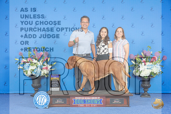 Dogue de Bordeaux #6 SAT BOB Judge Annella Cooper__JP_9917_Houston_2024_HR3