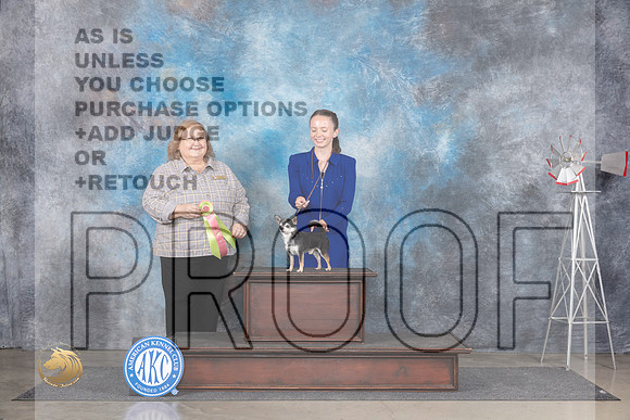 Chihuahua #J755 Sat BJr Judge Ann Roth__JP_5859_Amarillo_2024_HR3