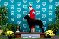 Curly Coated Retriever #101 Sat G4