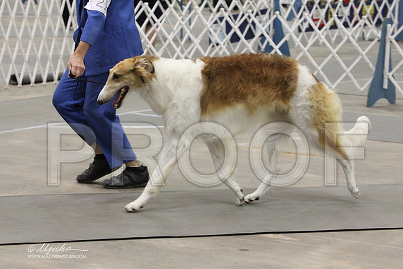 Borzoi-9667LR