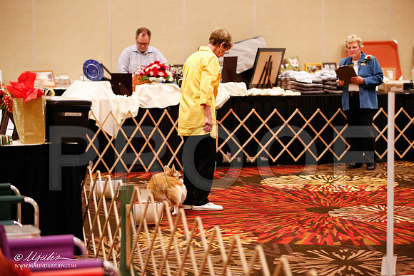 _JJ_7512-HstnCorgiFeb2015-HR3