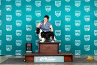 Cavalier King Charles Spaniel #675 Fri AG2 Judge Diane Price