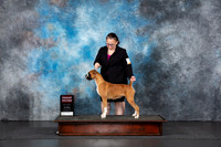Boxer #205 Sat G2 Judge Nancy Gallant