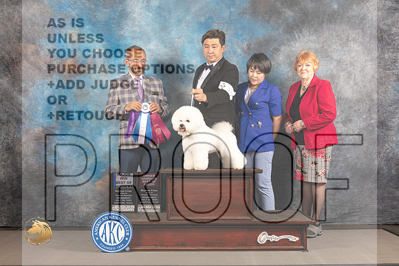 Bichon Frise #19 WED BOW Major Judge Timothy Catterson_MJ_1913_Houston_2022_HR3