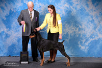 Doberman Pinscher #9 Fri BOB