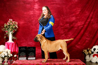 Bullmastiff Sun S1 Stefanie Matak Int'l Ch
