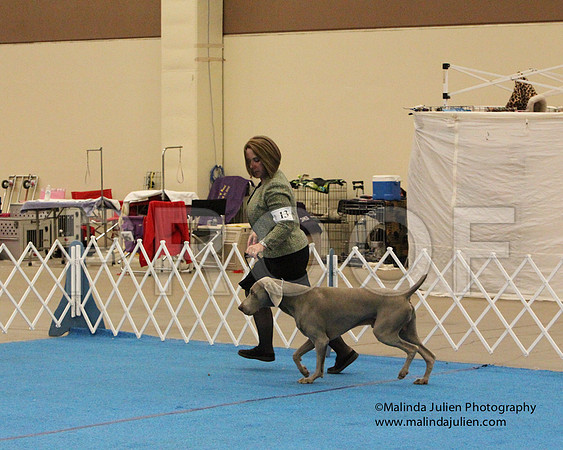 Weim-0618
