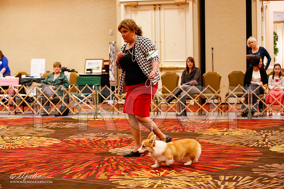 _JJ_8416-HstnCorgiFeb2015-HR3