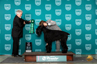 Giant Schnauzer #1141 Sat TD Judge Corianna Glenn
