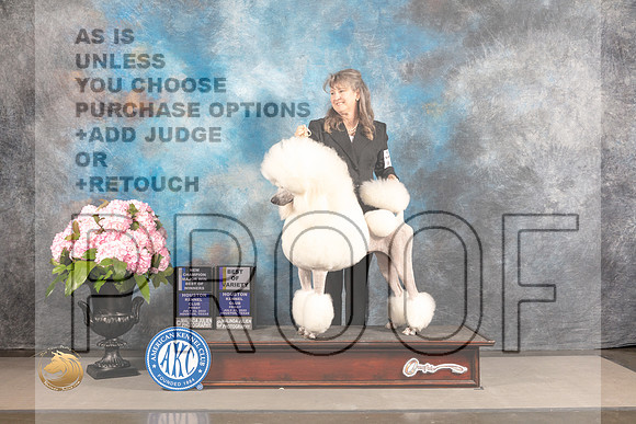 Poodle Standard #42 FRI BOV BW WB NCH Major Judge Steven Keating_MJ_5482_Houston_2022_HR3