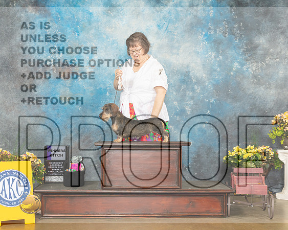 Dachshund Wirehaired #10 Sun WB Judge Jan Sigler-MMJ_1255-NWARK2022-HR3