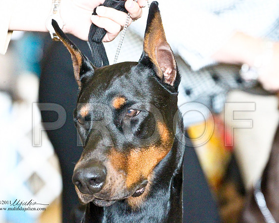 Dobe-3479-1